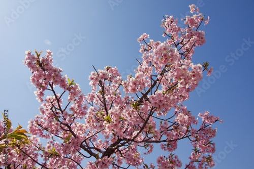 倉敷川　満開の河津桜の春　倉敷川親水公園
