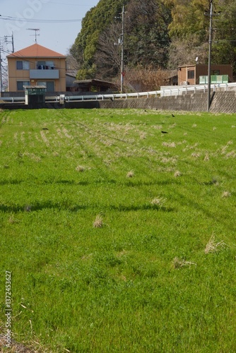 倉敷川　満開の河津桜の春　倉敷川親水公園
