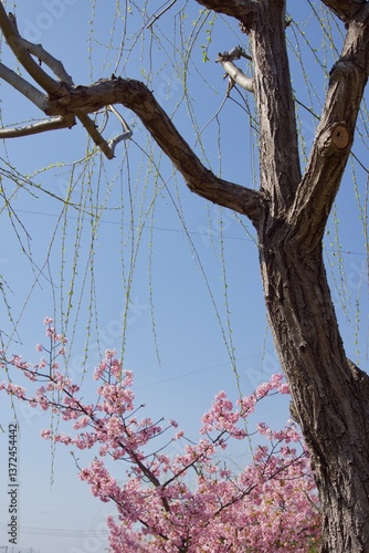 倉敷川　満開の河津桜の春　倉敷川親水公園
