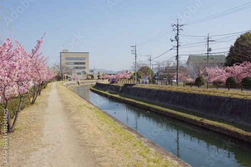 倉敷川　満開の河津桜の春　倉敷川親水公園
