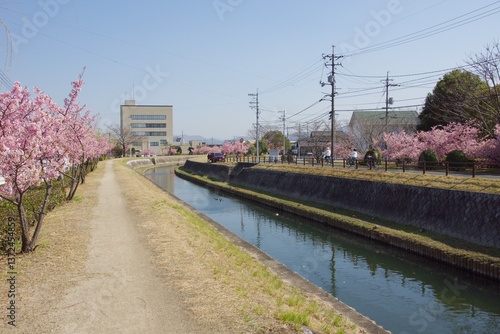 倉敷川　満開の河津桜の春　倉敷川親水公園
