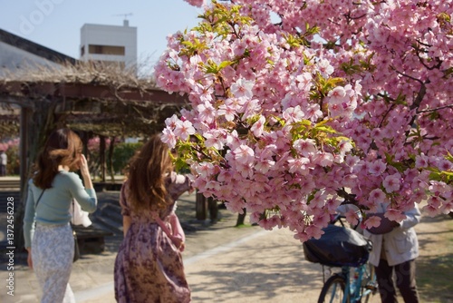 倉敷川　満開の河津桜の春　倉敷川親水公園
