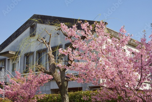 倉敷川　満開の河津桜の春　倉敷川親水公園
