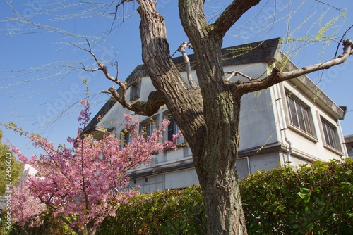 倉敷川　満開の河津桜の春　倉敷川親水公園
