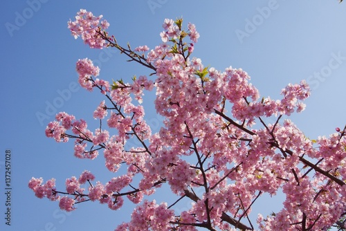 倉敷川　満開の河津桜の春　倉敷川親水公園
