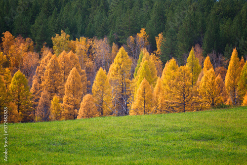 Autumn landscape with birches on a sunny day