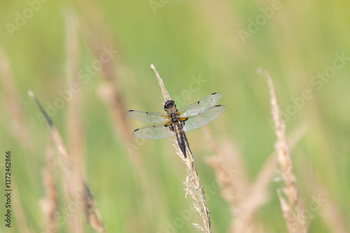 Dragonfly sits on dry grass on a green background close up