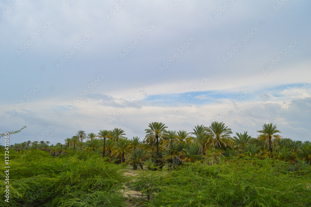 palm trees and blue sky clouds landscape river grassland palm trees and blue sky clouds landscape river grassland