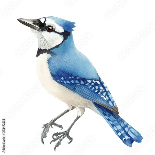 A watercolor vector of a blue jay, isolated on a white background. Blue jay vector.


