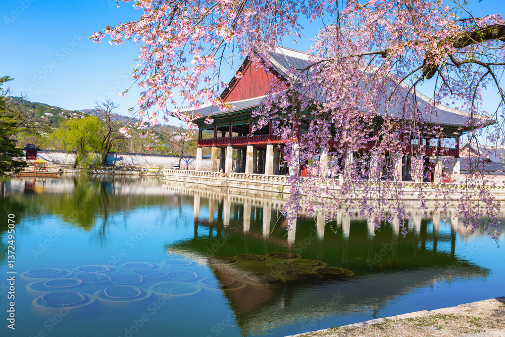 Gyeongbokgung palace with cherry blossom tree in spring time in seoul city of korea, south korea.