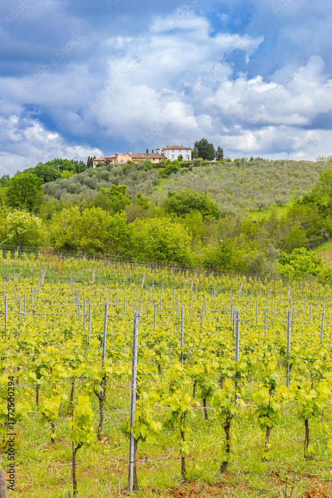 Vines and a house on the hilltop near San Gimignano, Italy