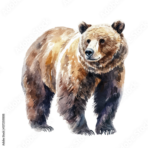 A watercolor vector of a Bear, isolated on a white background. Bear vector.

