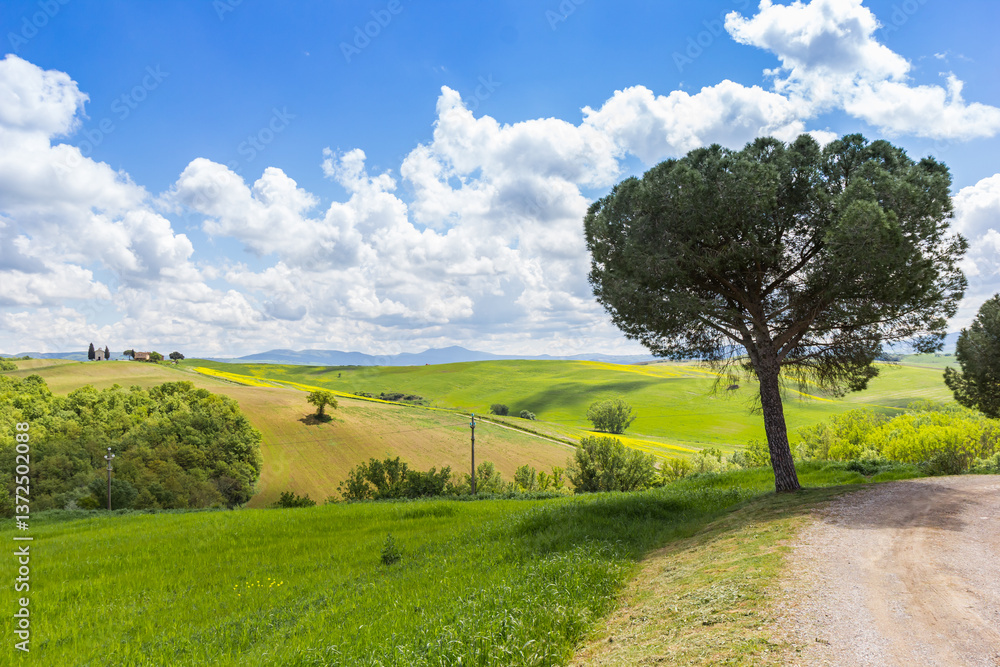 Pine tree at a dirt road in the Tuscany hills near Pienza, Italy