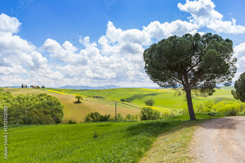 Obraz na płótnie Pine tree at a dirt road in the Tuscany hills near Pienza, Italy w salonie