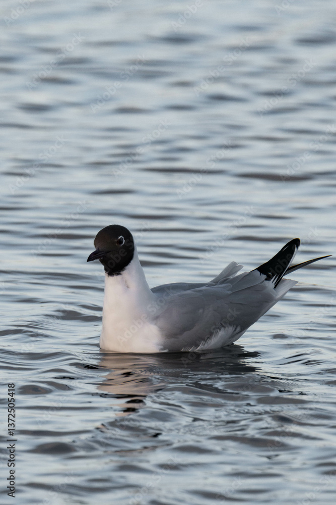 Bonaparte's gull (Chroicocephalus philadelphia). Bonaparte's gull (Chroicocephalus philadelphia).