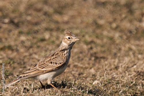 Wallpaper Mural Eurasian skylark (Alauda arvensis) sitting on a field. Torontodigital.ca