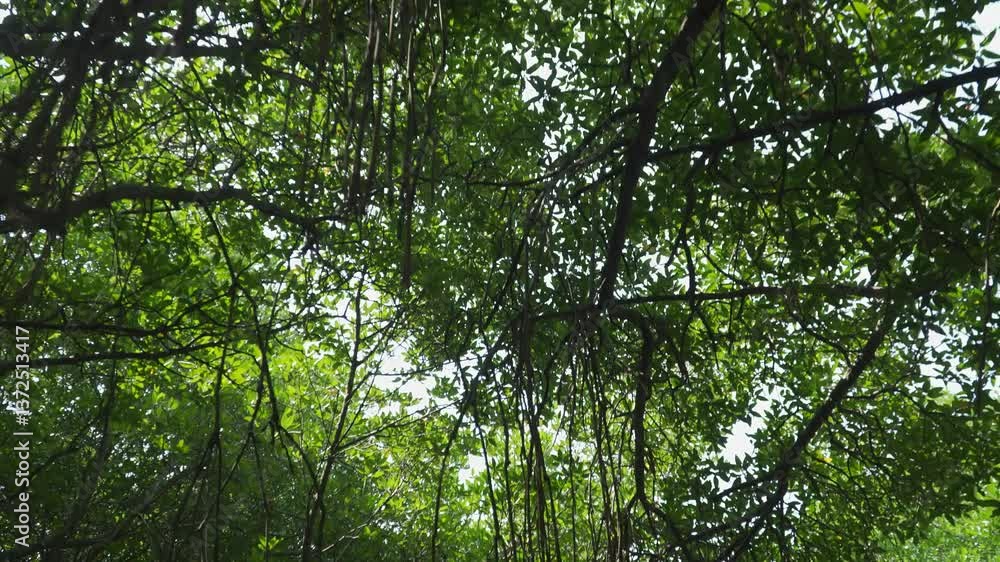 Explore the serene mangrove forests of Sri Lanka on a tranquil boat safari Explore the serene mangrove forests of Sri Lanka on a tranquil boat safari
