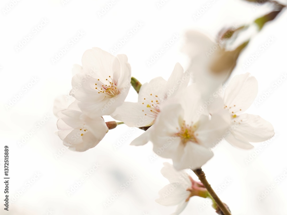 Obraz premium 開花した桜のマクロ撮影