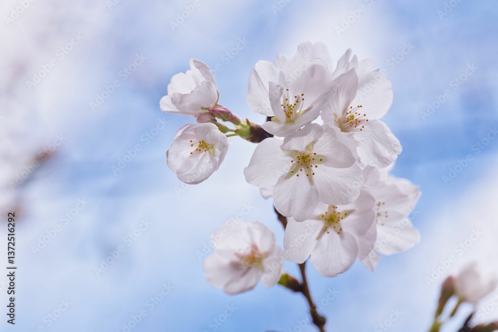 開花した桜のマクロ撮影 開花した桜のマクロ撮影