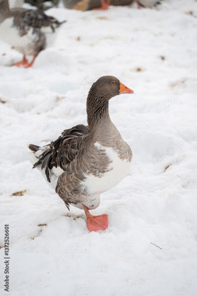 A majestic gray and white goose standing gracefully on snow-covered ground during winter with other geese blurred in the background showcasing nature’s beauty and wildlife resilience in cold weather A majestic gray and white goose standing gracefully on snow-covered ground during winter with other geese blurred in the background showcasing nature’s beauty and wildlife resilience in cold weather