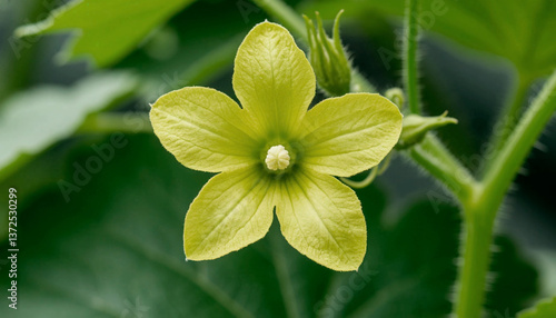 Cucumber plants are blooming