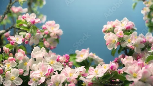 Time lapse closeup of beautiful pink and white blooming apple blossoms on branches, with blue background