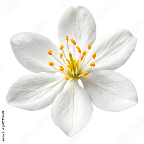 Jasmine Flower on White Background – Thai Mother's Day Symbol