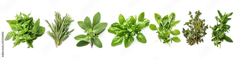 Fresh Aromatic Herbs Fresh Aromatic Herbs