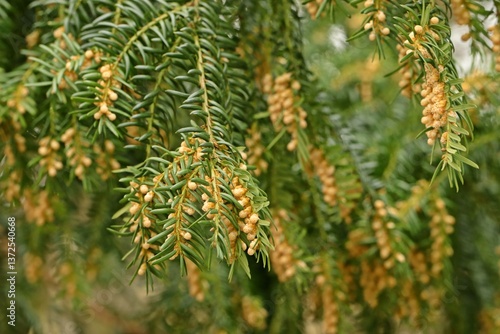 Blühende männliche Eibe (Taxus baccata) im März