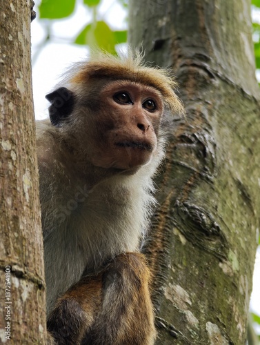 macaca