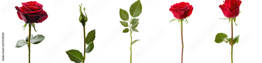 Fototapeta premium red roses isolated on a transparent background, cutout