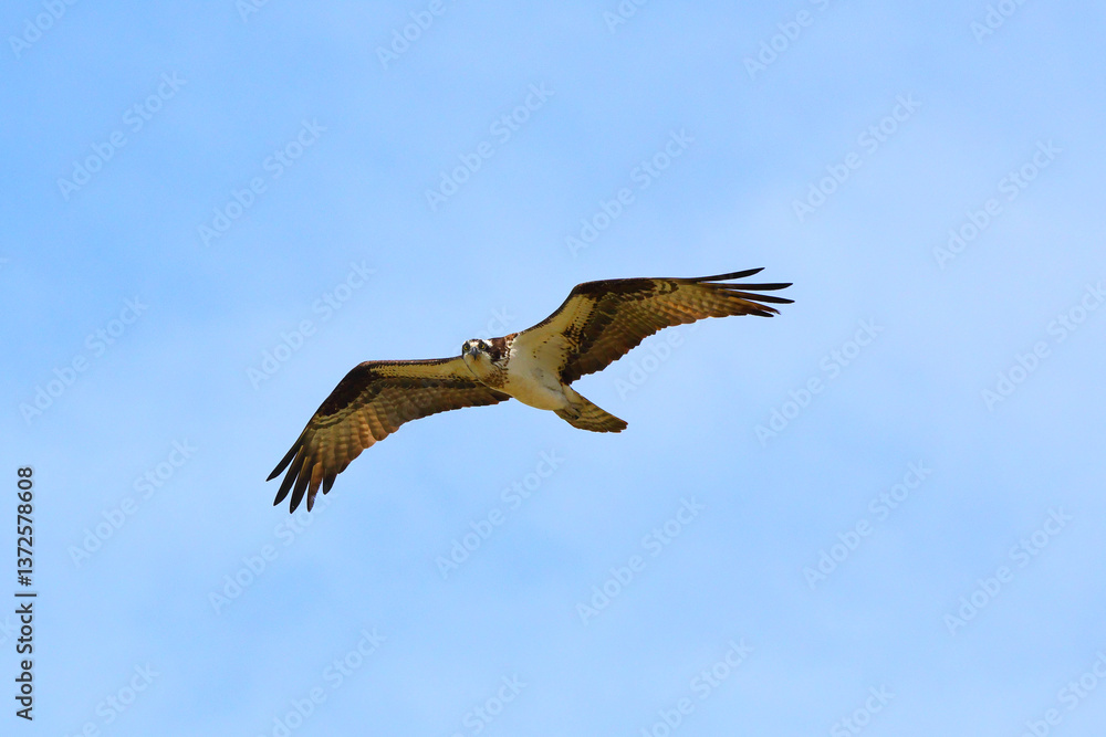 Fototapeta premium Osprey in flight against blue sky on sunny day. 