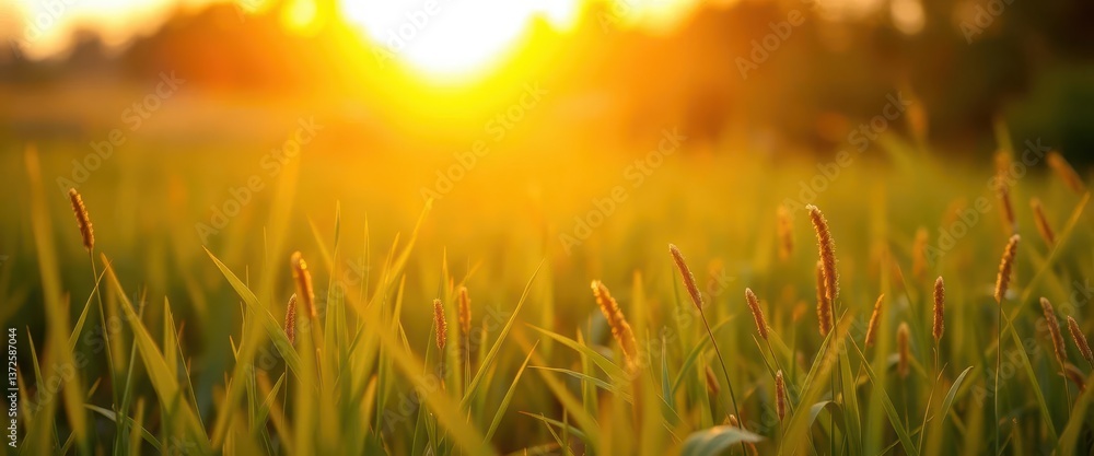 Golden hour light bathes lush green meadow, softly blurred sunset background, picturesque, rural Golden hour light bathes lush green meadow, softly blurred sunset background, picturesque, rural