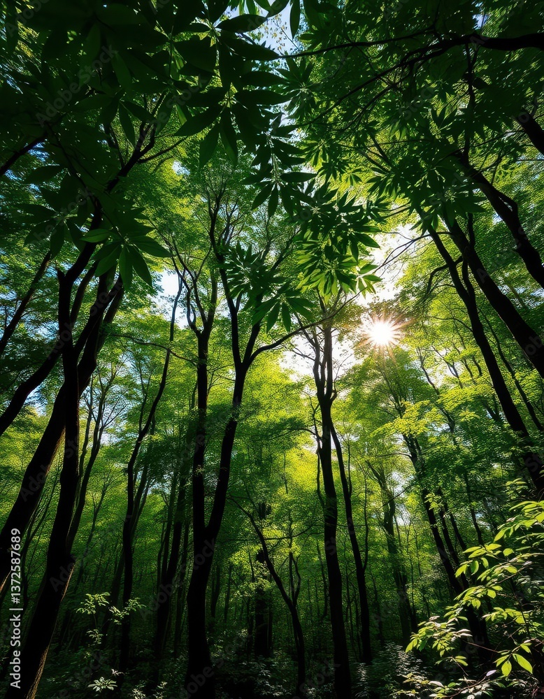 Lush green canopy, sunlight dappling forest floor, panorama, ecology Lush green canopy, sunlight dappling forest floor, panorama, ecology