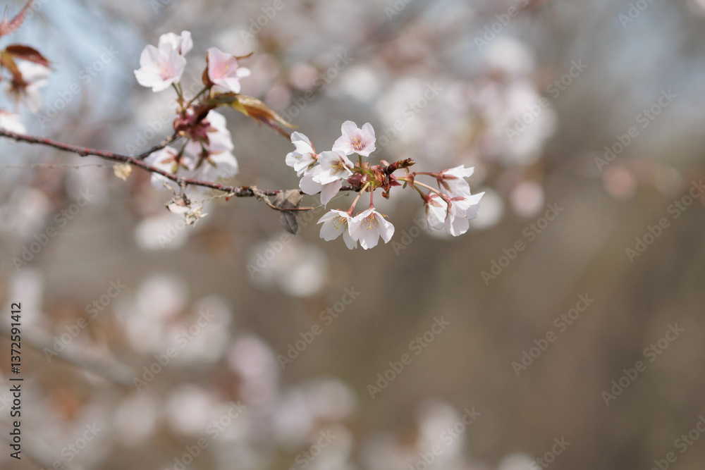 Obraz premium 野山に咲いた山桜