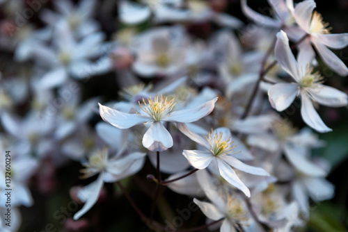 Fototapeta Naklejka Na Ścianę i Meble -  Clematis armandi or evergreen clematis
