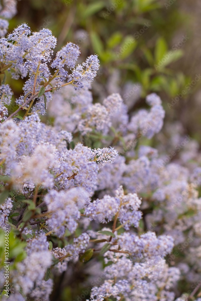 purple lilac flowers purple lilac flowers