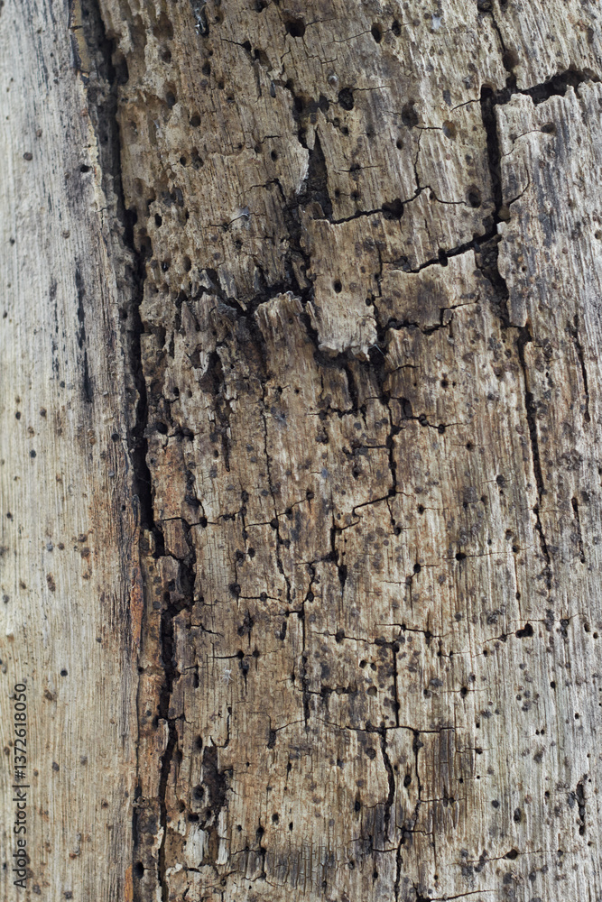 bark of a tree bark of a tree