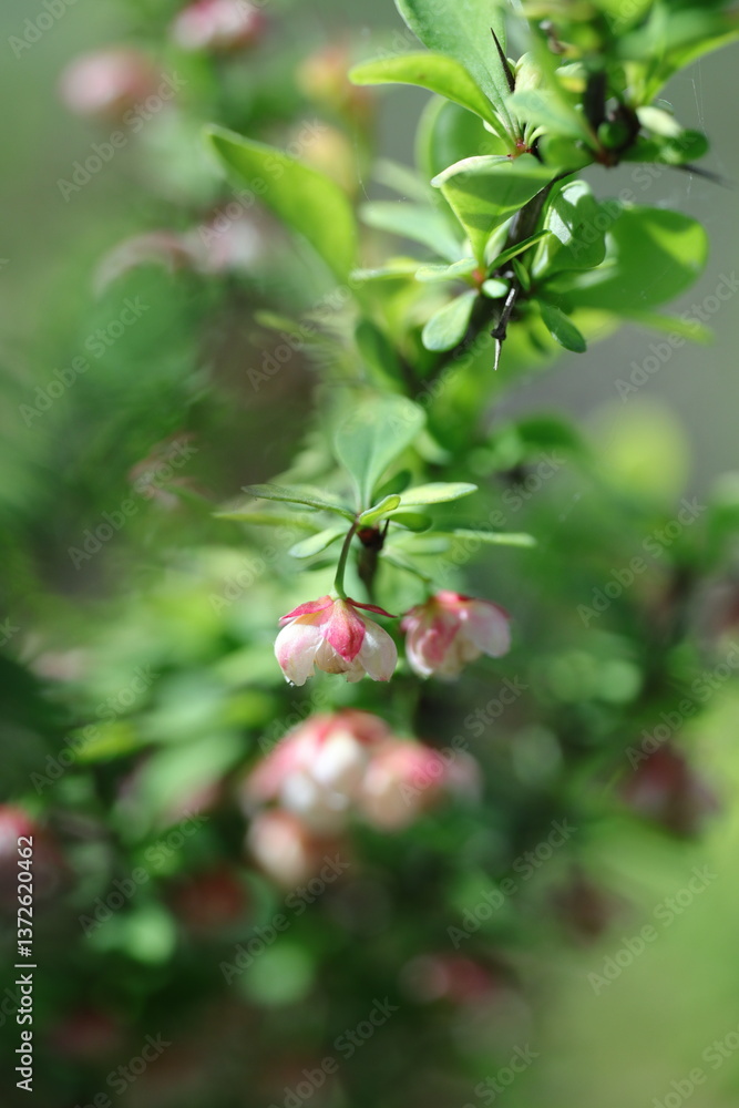 spring flowers in the garden, spring time, spring flowers, fresh flowers spring flowers in the garden, spring time, spring flowers, fresh flowers