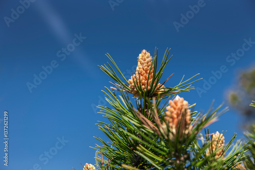 Voll erblühte PKiefernzapfen vor blauem Himmel