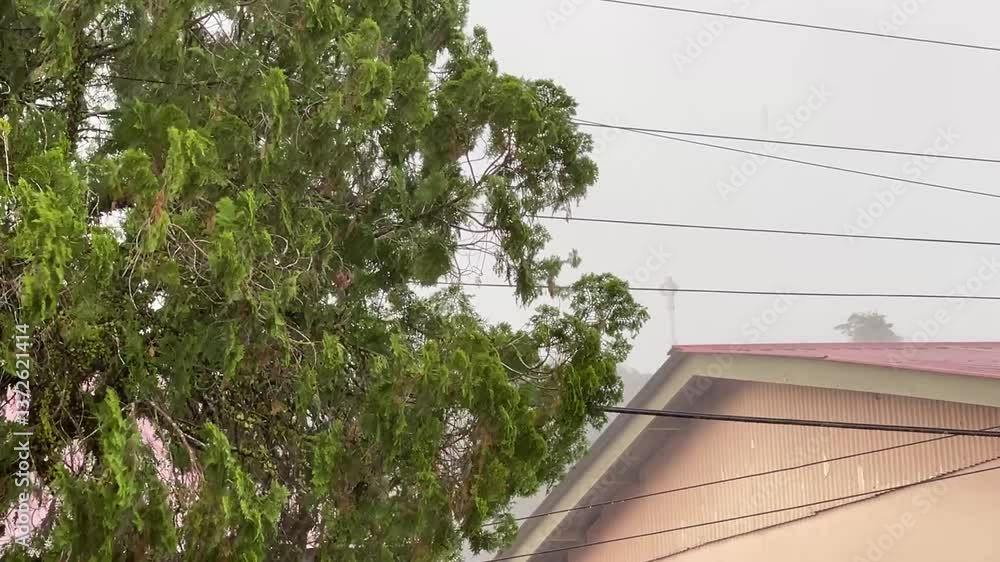 An afternoon storm with strong winds and heavy rain causing a tree’s leaves to sway wildly. The intense weather conditions highlight the power of nature and the unpredictability of tropical storms.