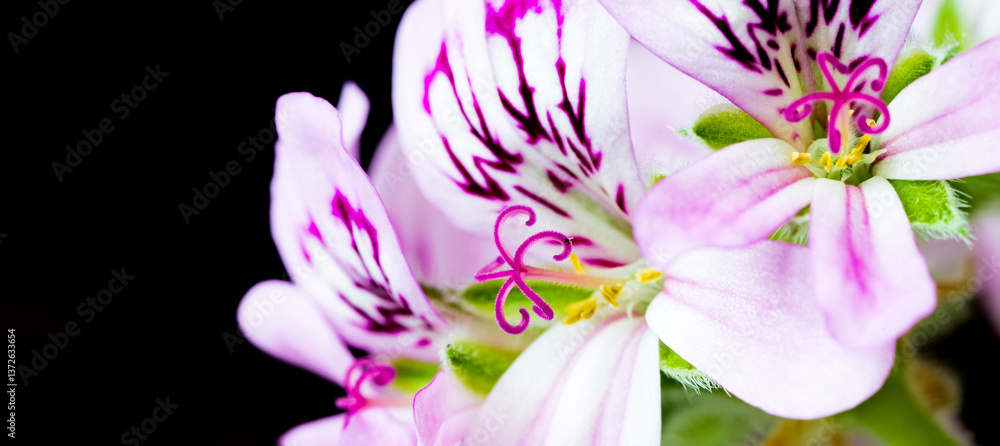 beauty of the Geranium flower with sharp focus on its intricate details and textures.