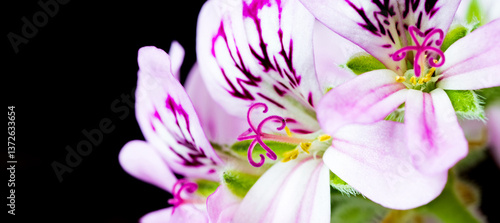 Obraz na płótnie beauty of the Geranium flower with sharp focus on its intricate details and textures. w salonie