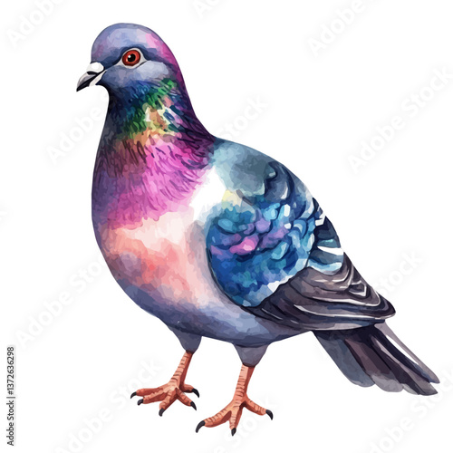 A watercolor vector of a pigeon, isolated on a white background. Pigeon vector.


