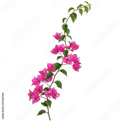 lilac flowers isolated on white background