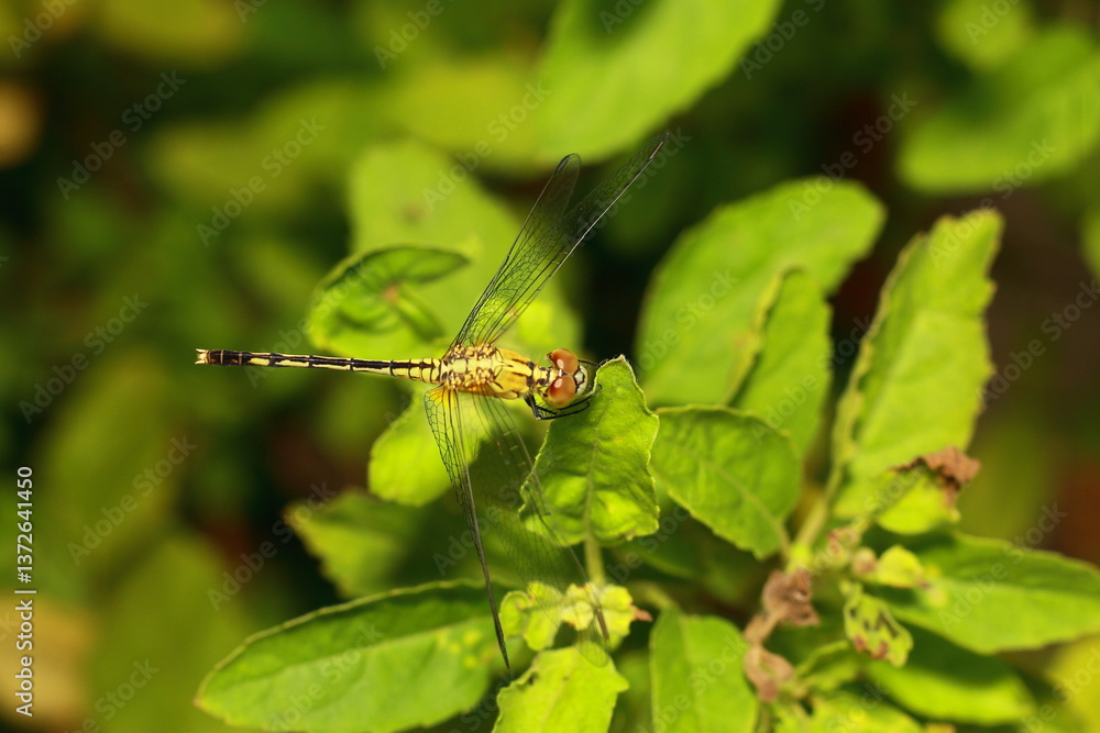 Fototapeta premium dragonfly resting on a leaf