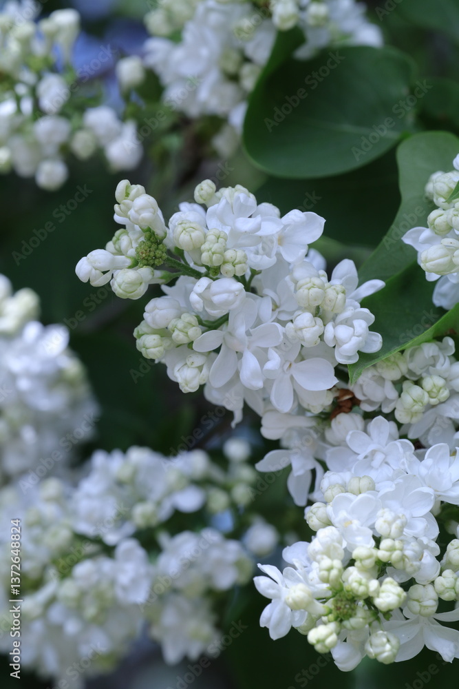 pink and white flowers lilac, spring vibes, spring flowers, lilac flow pink and white flowers lilac, spring vibes, spring flowers, lilac flow