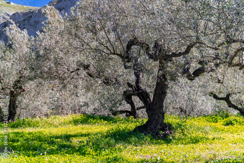 Olive trees in the field at sunset.