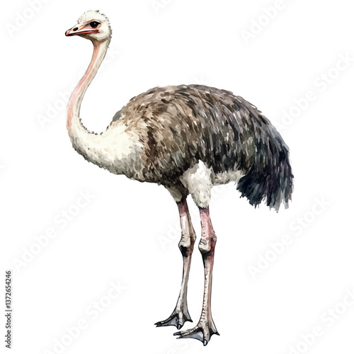 A watercolor vector of an ostrich, isolated on a white background. Ostrich vector.

