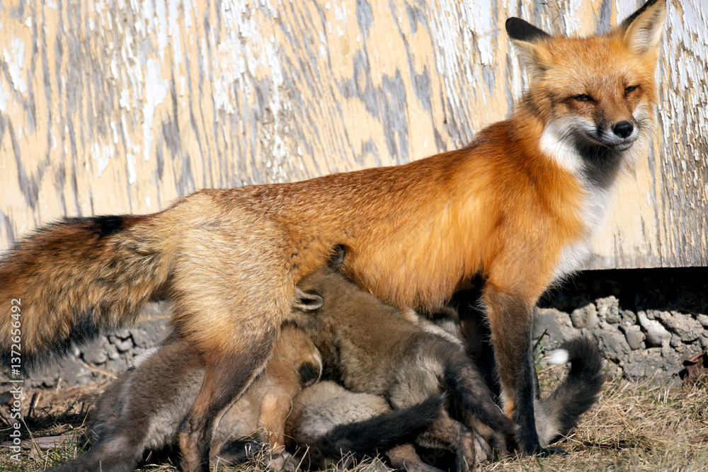 Fototapeta premium Mother red fox Vulpes vulpes nursing her kits